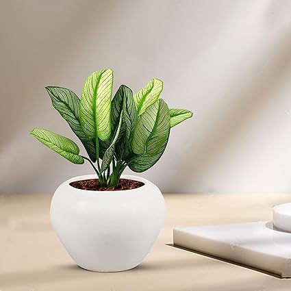 Cloud Apple Small White Ceramic Pots for Indoor Plants, Planters, Flower, Pots, gamla,Outdoor,Balcony,Home,Round,Garden, Office Decor,Succulent