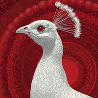 Royal White Peacock Acrylic Wall Decor — Luxury Glossy HD Art Frame